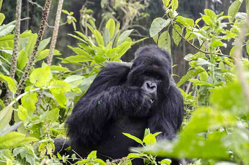 Gorila - selva de Virunga - parque nacional de los Volcanes - Ruanda 20.jpg